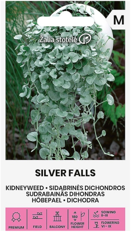 Dichondra Silver Falls odmiana o srebrzystych liściach nasiona 6 Žalia stotelė sklep rajogrodnika
